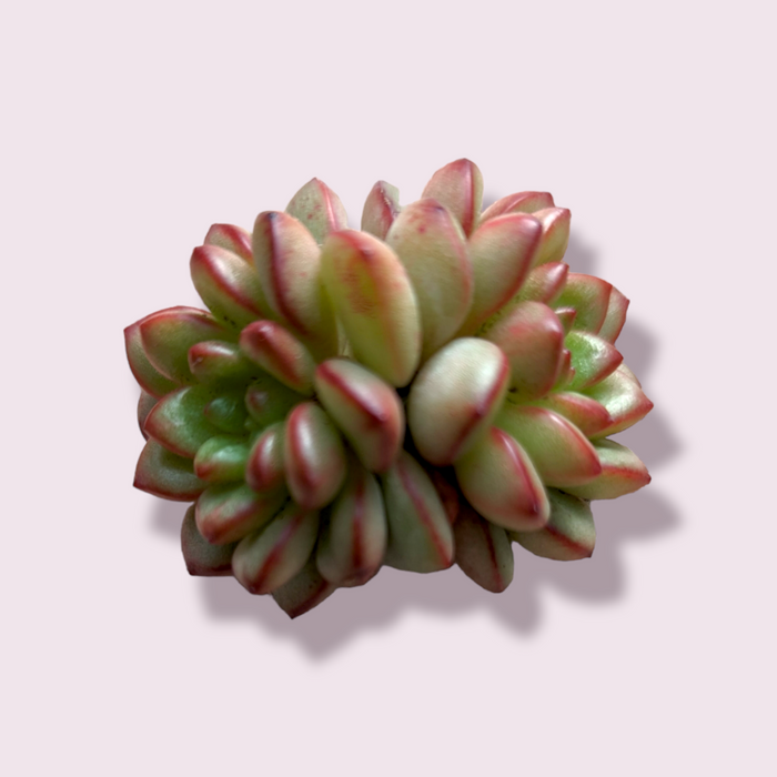 Echeveria Adam: Two pale green succulent rosettes with reddish edges.