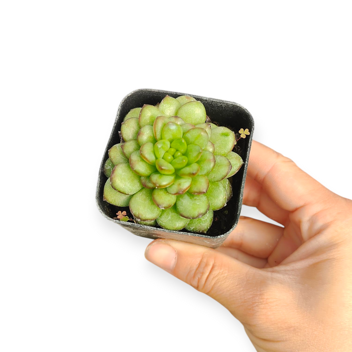 Echeveria Adam succulent in a small black pot held in hand.