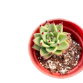 Echeveria agavoides Corderoyi in red/orange pot.