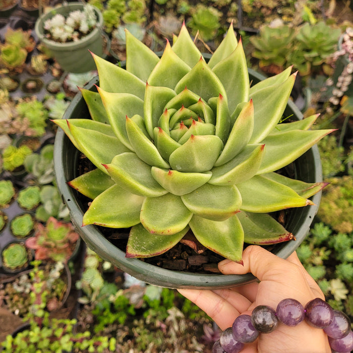Echeveria agavoides 'Ebony' Hybrid succulent in hand.