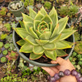 Echeveria agavoides 'Ebony' Hybrid succulent in hand.