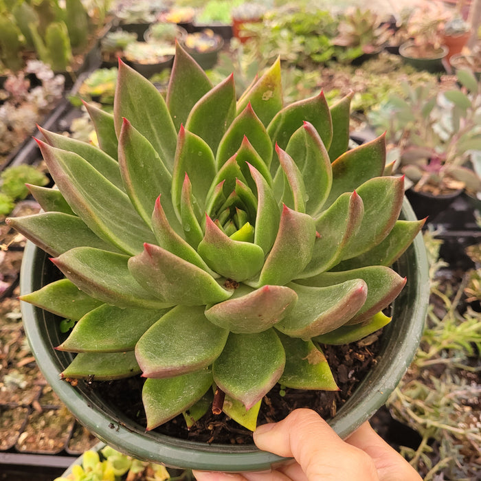Echeveria agavoides 'Ebony' Hybrid in nursery pot.