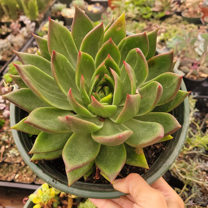 Echeveria agavoides 'Ebony' Hybrid succulent in nursery pot.