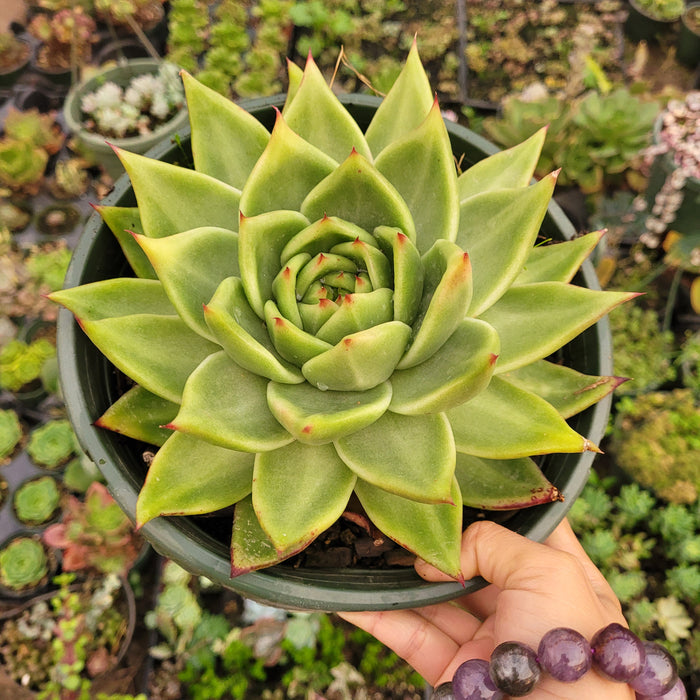 Echeveria agavoides 'Ebony' Hybrid in hand with bracelet.