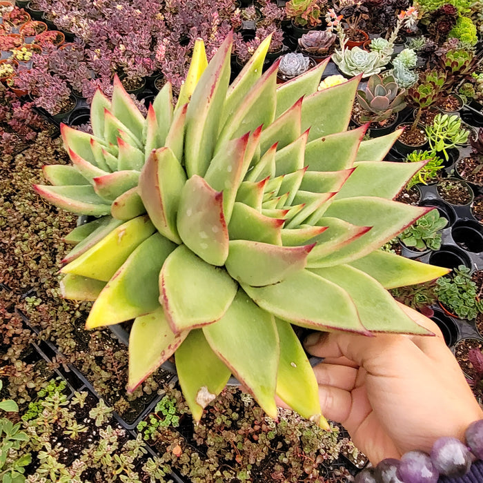 Echeveria agavoides 'Ebony' Hybrid held above succulents.