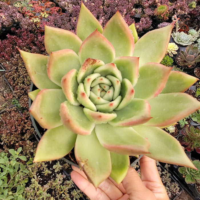 Echeveria agavoides 'Ebony' Hybrid in a nursery pot.