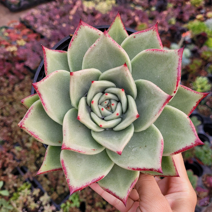 Echeveria agavoides 'Ebony' Hybrid succulent in a hand-held pot.