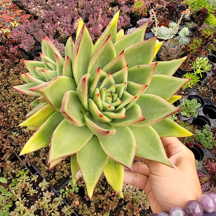 Echeveria agavoides 'Ebony' Hybrid held above other succulents.