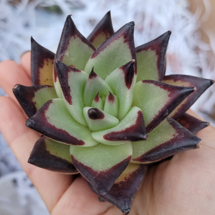 Echeveria agavoides 'Ebony' succulent with burgundy-tipped leaves.