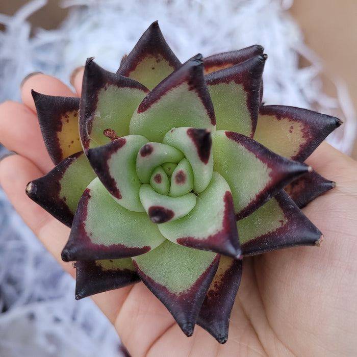 Echeveria agavoides 'Ebony' succulent held in hand.