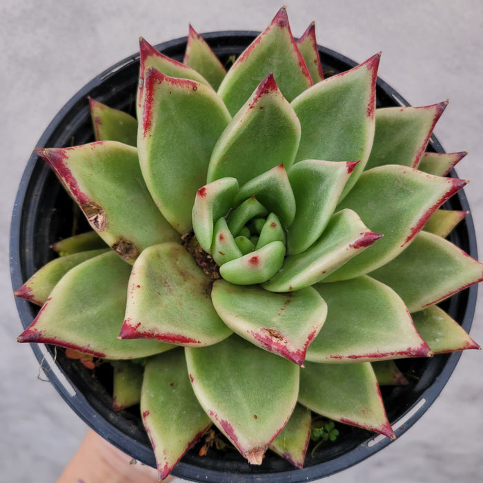 Echeveria agavoides 'Ebony' in black nursery pot.