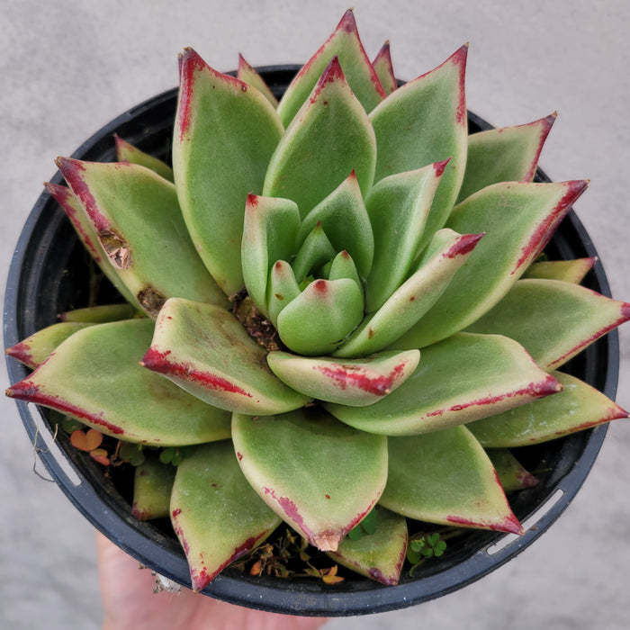 Echeveria agavoides 'Ebony' in a pot, showing green rosette.