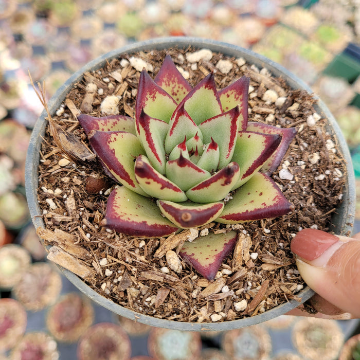 Echeveria agavoides 'Ebony' succulent in pot with red-edged leaves.