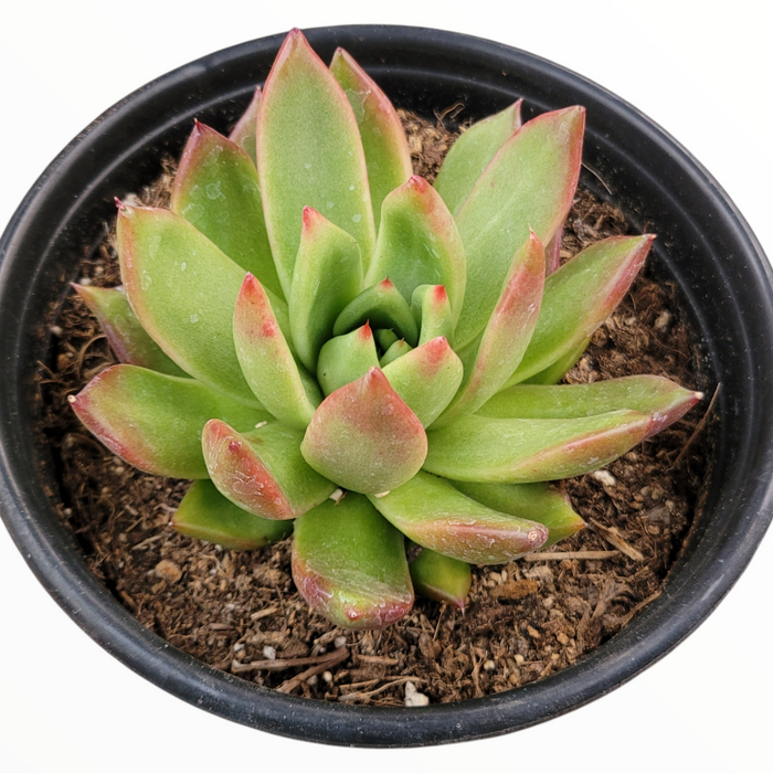 Echeveria agavoides 'Frank Reinelt' in black nursery pot.