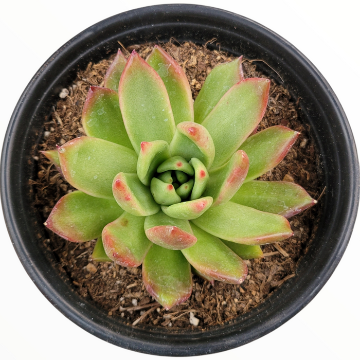 Echeveria agavoides 'Frank Reinelt' in black nursery pot.