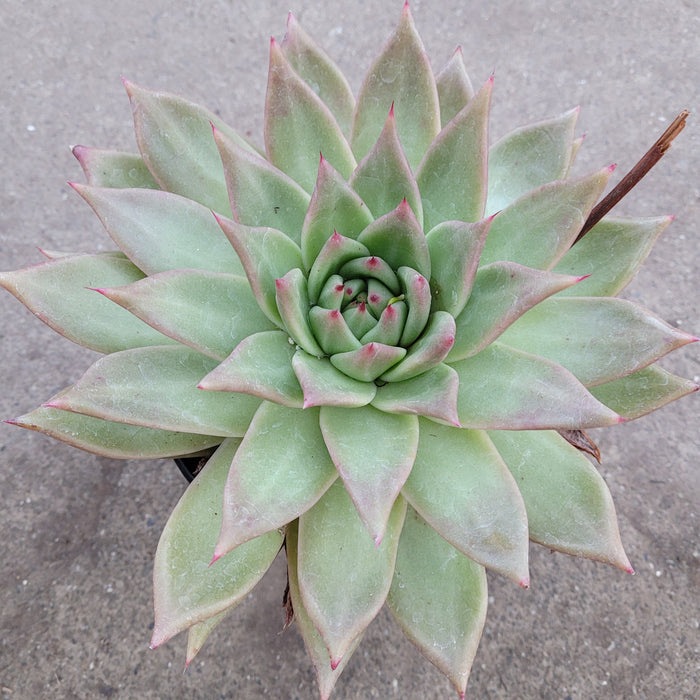 Echeveria agavoides 'Frank Reinelt' in pot on concrete.