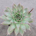 Echeveria agavoides 'Frank Reinelt' succulent, spiraled leaves with pink tips.