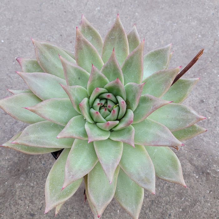 Echeveria agavoides 'Frank Reinelt' succulent, spiraled leaves with pink tips.