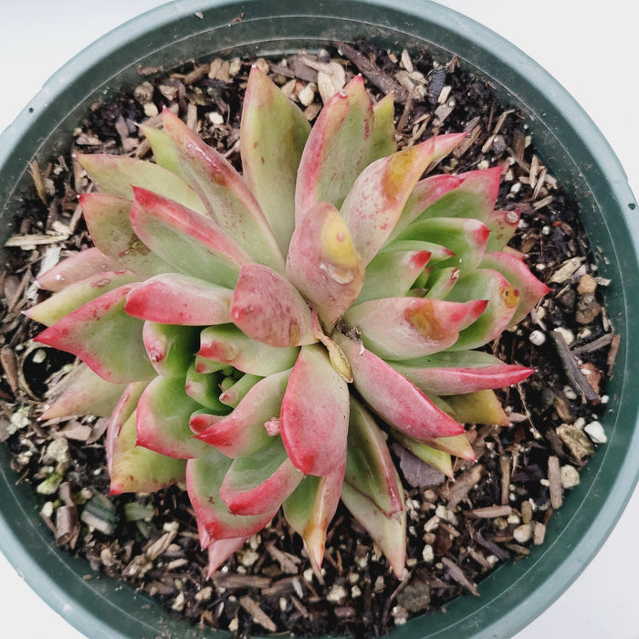 Echeveria agavoides 'Frank Reinelt' in green nursery pot.