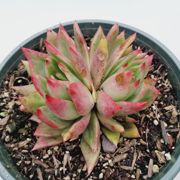Echeveria agavoides 'Frank Reinelt' in nursery pot.