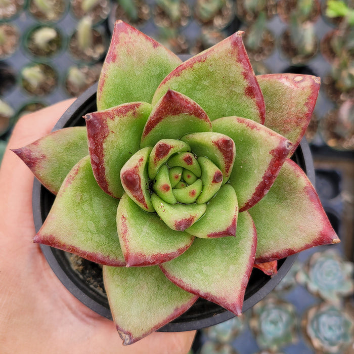 Echeveria agavoides 'Lipstick' Hybrid in hand.