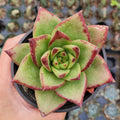 Echeveria agavoides 'Lipstick' Hybrid in hand.
