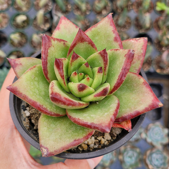 Echeveria agavoides 'Lipstick' Hybrid in hand, nursery backdrop.