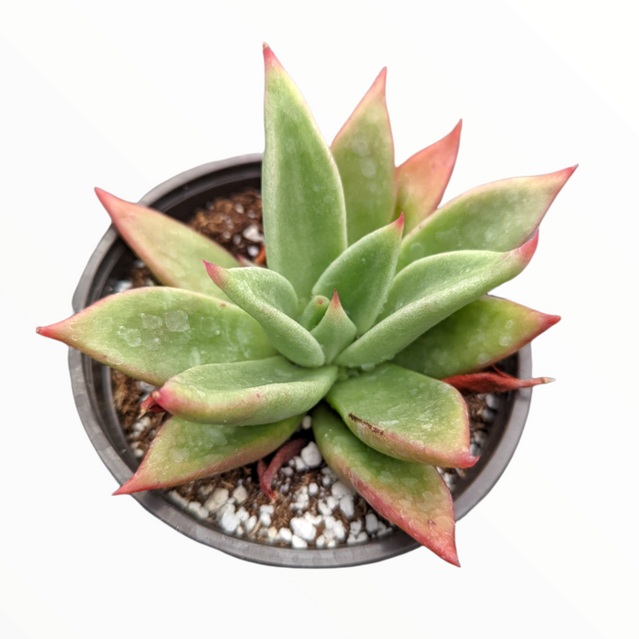 Echeveria agavoides 'Macabeana' in round nursery pot.
