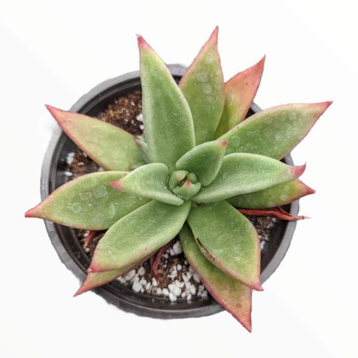 Echeveria agavoides 'Macabeana' in a nursery pot.