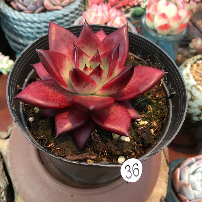 Echeveria agavoides 'Robin' X 'Ebony' in black pot.