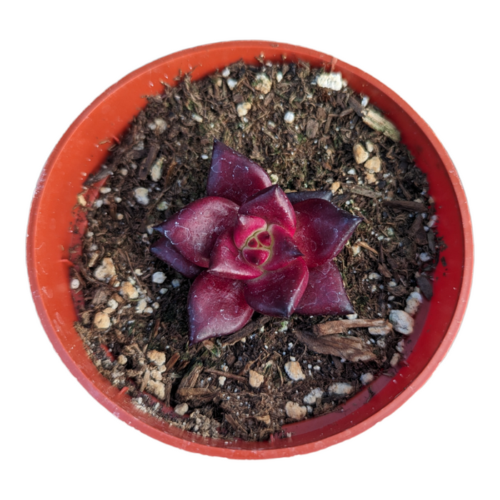 Echeveria agavoides 'Robin' X 'Ebony' in nursery pot.