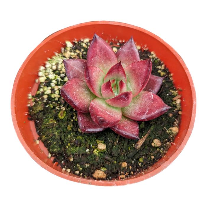 Echeveria agavoides 'Robin' X 'Ebony' in orange pot.