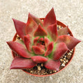 Echeveria agavoides 'Scarlet' in shallow pot on concrete.
