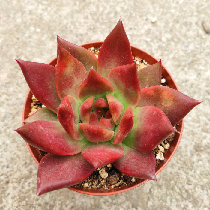 Echeveria agavoides 'Scarlet' in a nursery pot.
