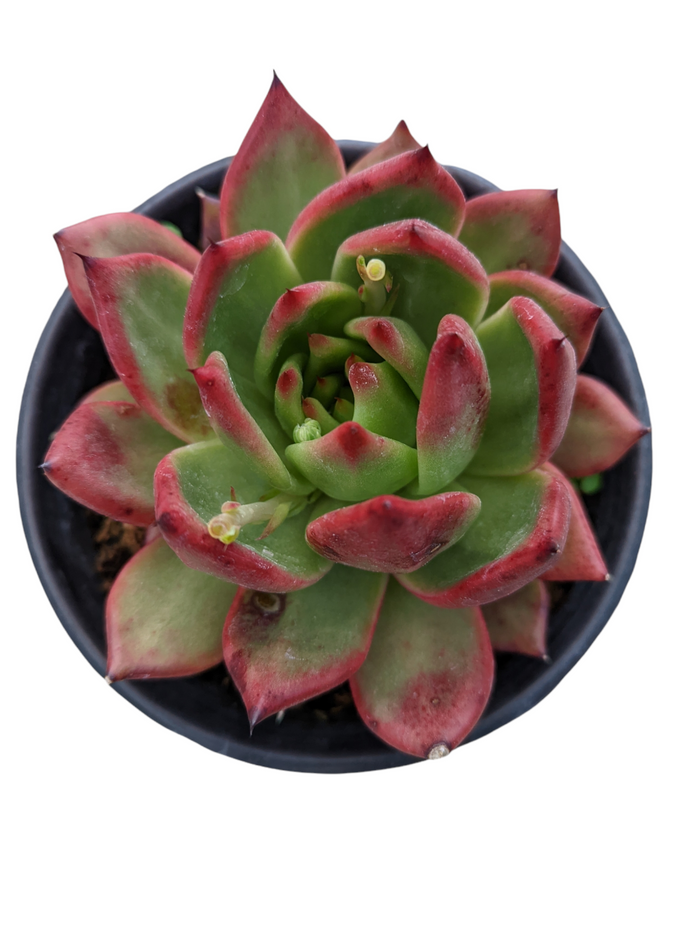 Echeveria agavoides 'Scarlet' in black nursery pot.