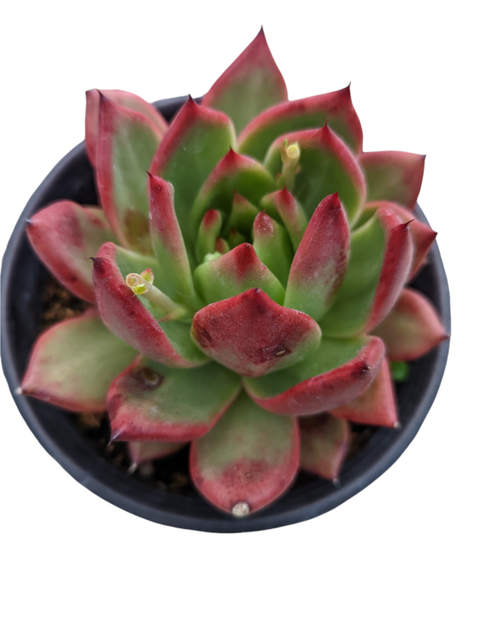 Echeveria agavoides 'Scarlet' in black nursery pot.