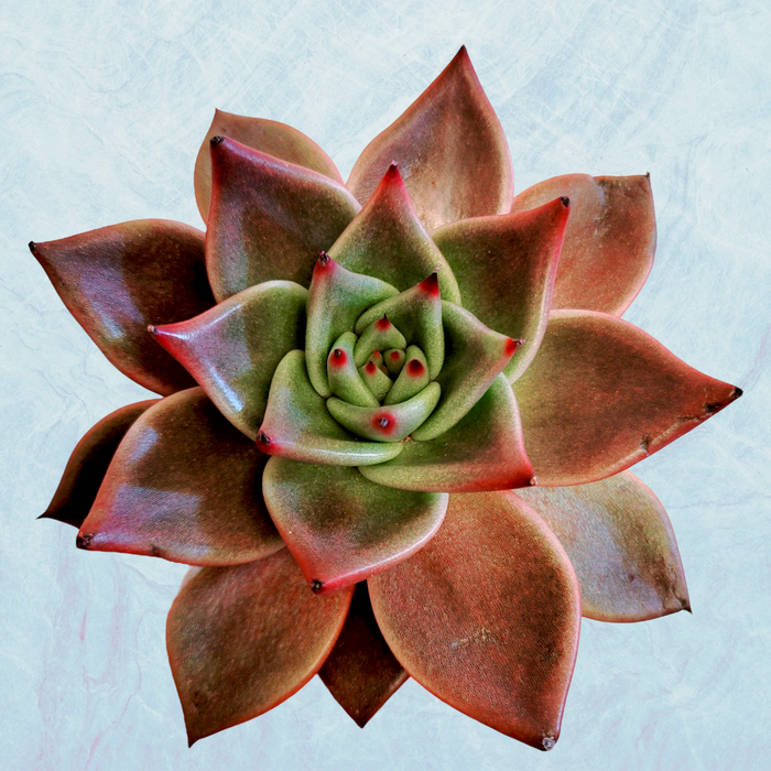 Echeveria agavoides 'Sirius' succulent, star-like leaf pattern.