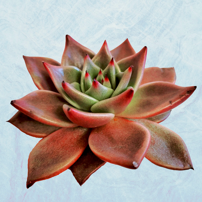 Echeveria agavoides 'Sirius' with green leaves, red tips.
