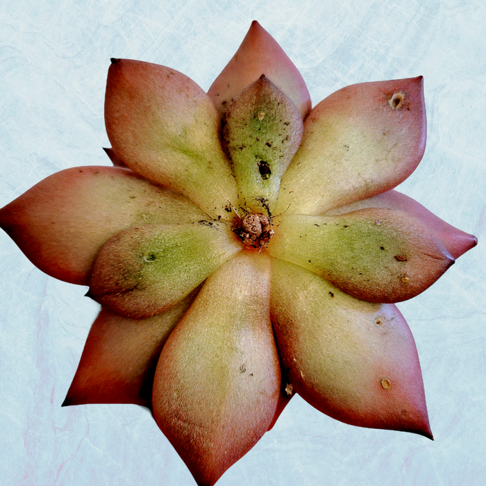 Echeveria agavoides 'Sirius' with green-pink radial leaves.