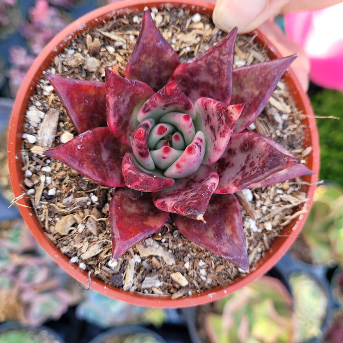 Echeveria agavoides 'Sirius' in plastic nursery pot.