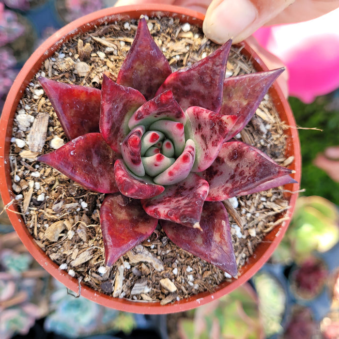 Echeveria agavoides 'Sirius' in a nursery pot.