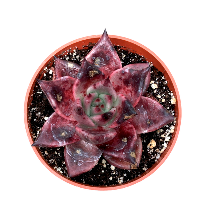 Echeveria agavoides 'Sirius' in a plastic pot.