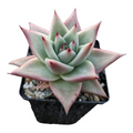 Echeveria agavoides Sp in black nursery pot.