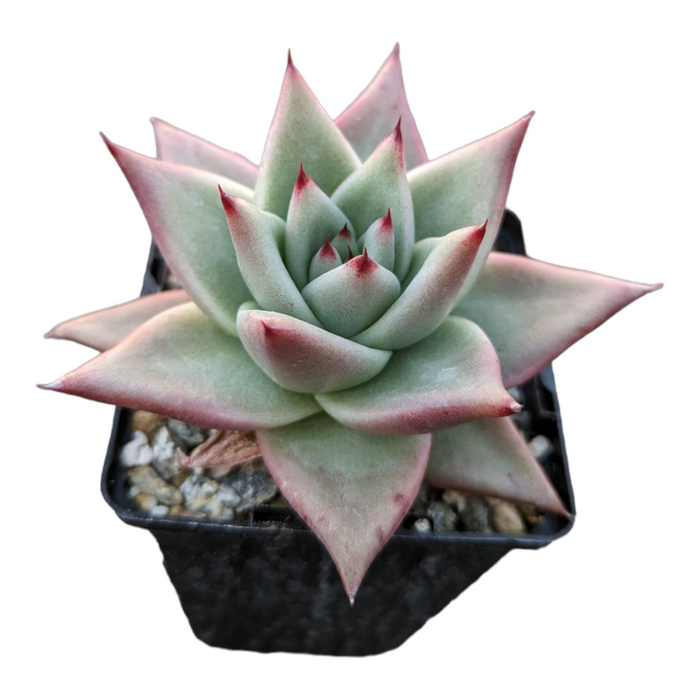 Echeveria agavoides Sp in black nursery pot.
