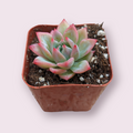 Echeveria AK Maria succulent in square nursery pot.