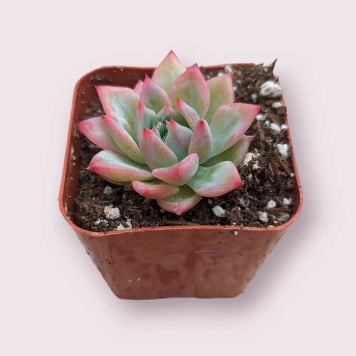 Echeveria AK Maria succulent in square nursery pot.