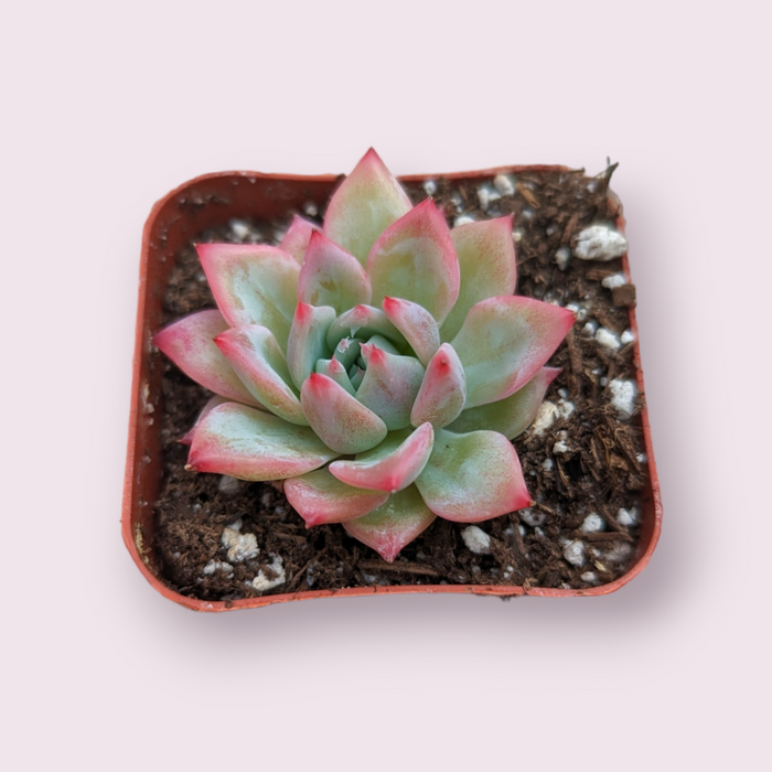 Echeveria AK Maria succulent in square nursery pot.