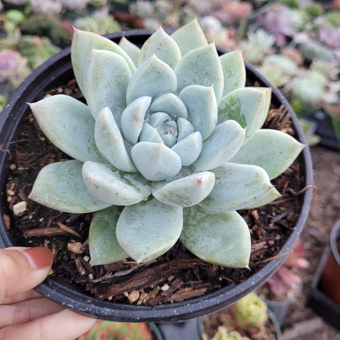Echeveria Alba beauty succulent in a small, rosette form.