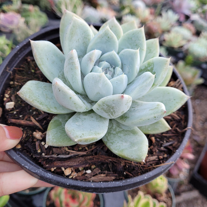 Echeveria Alba beauty in a black nursery pot.