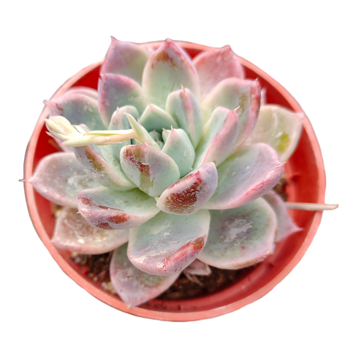 Echeveria Alba beauty succulent with emerging flower stalk.